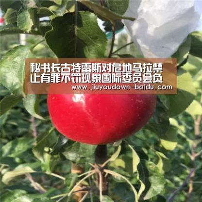 秘书长古特雷斯对危地马拉禁止有罪不罚现象国际委员会负责人入境表示严重关切“九游体育下载”(图1) 九游体育官网